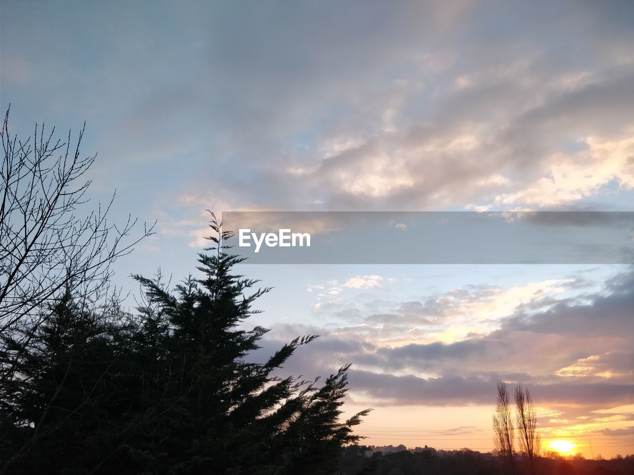 LOW ANGLE VIEW OF TREE AGAINST SKY