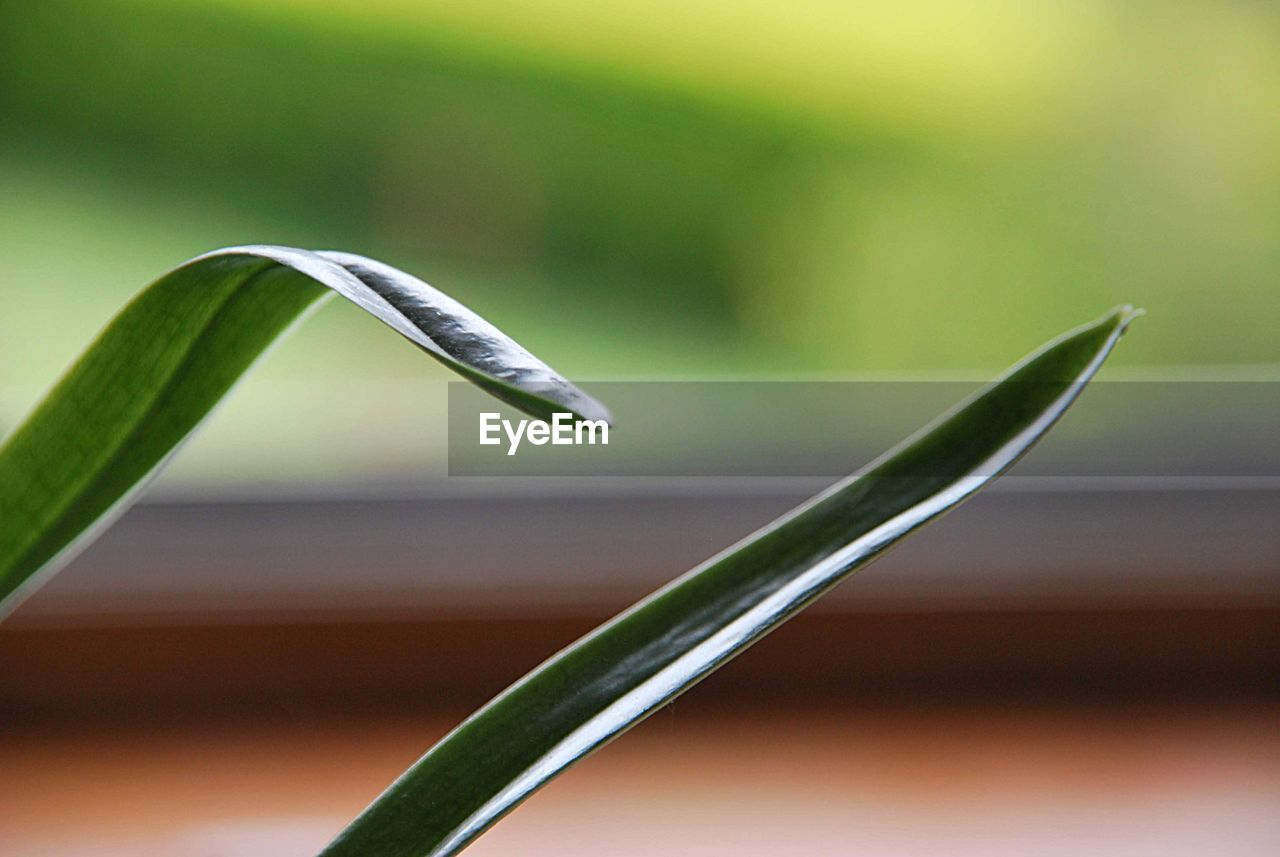 Close-up of water drop on plant