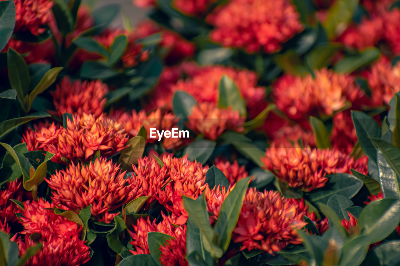 Ixora is a genus of flowering plants in the family rubiaceae.