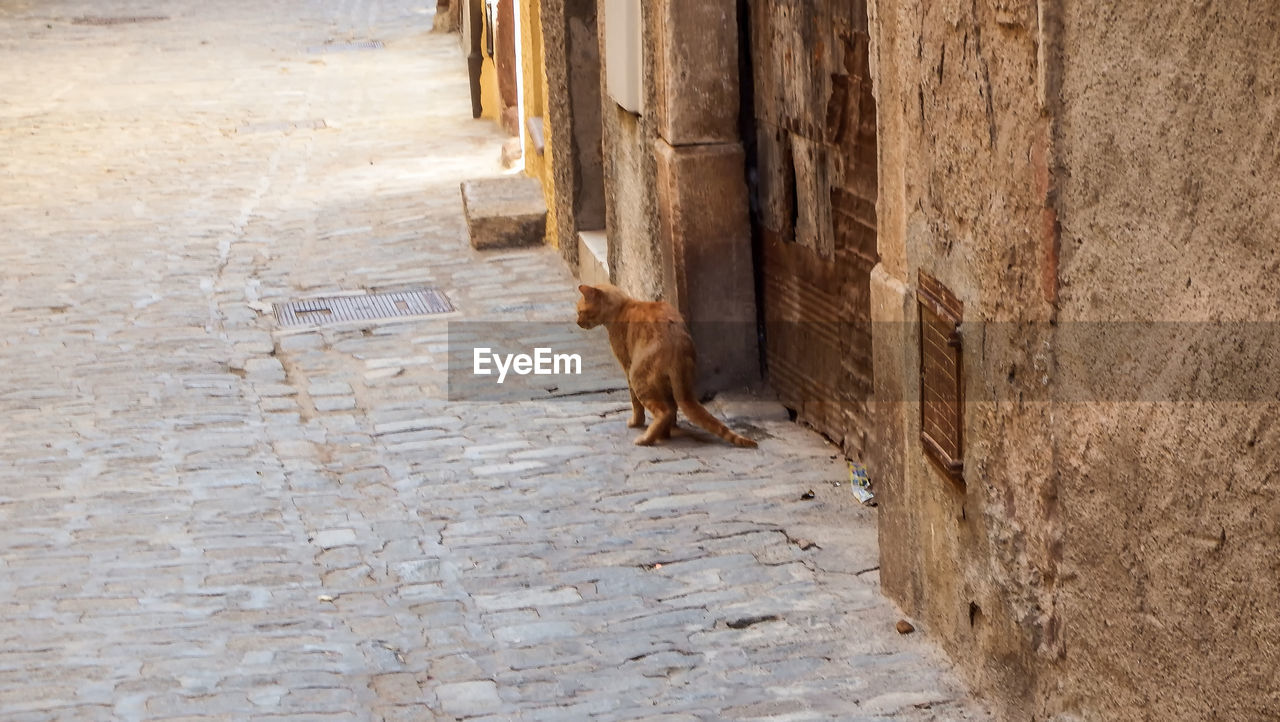 VIEW OF A DOG IN A ROW