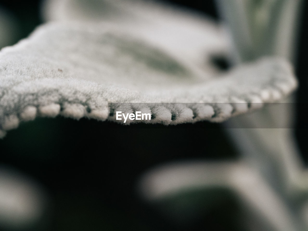 Close-up of frost covered leaf