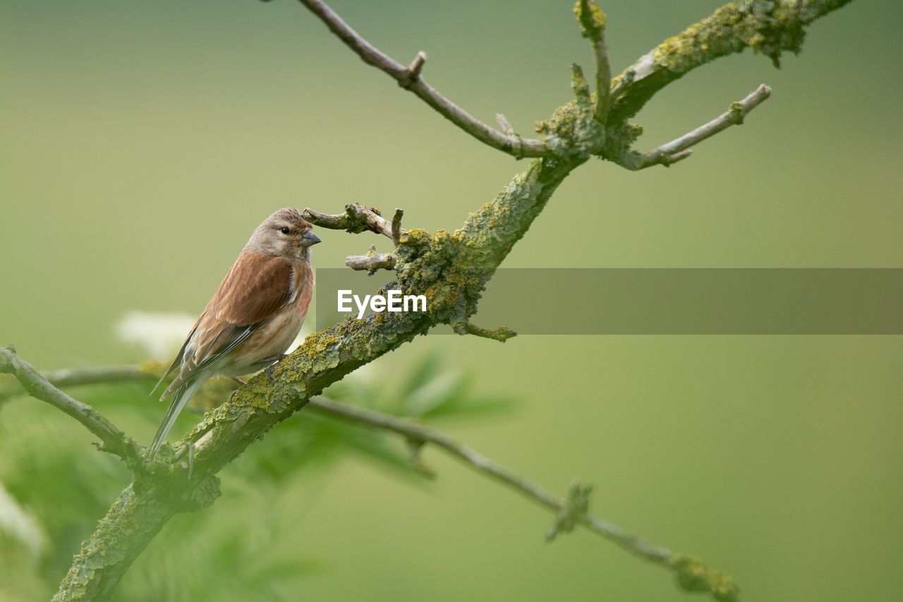 Close-up of bird perching on branch