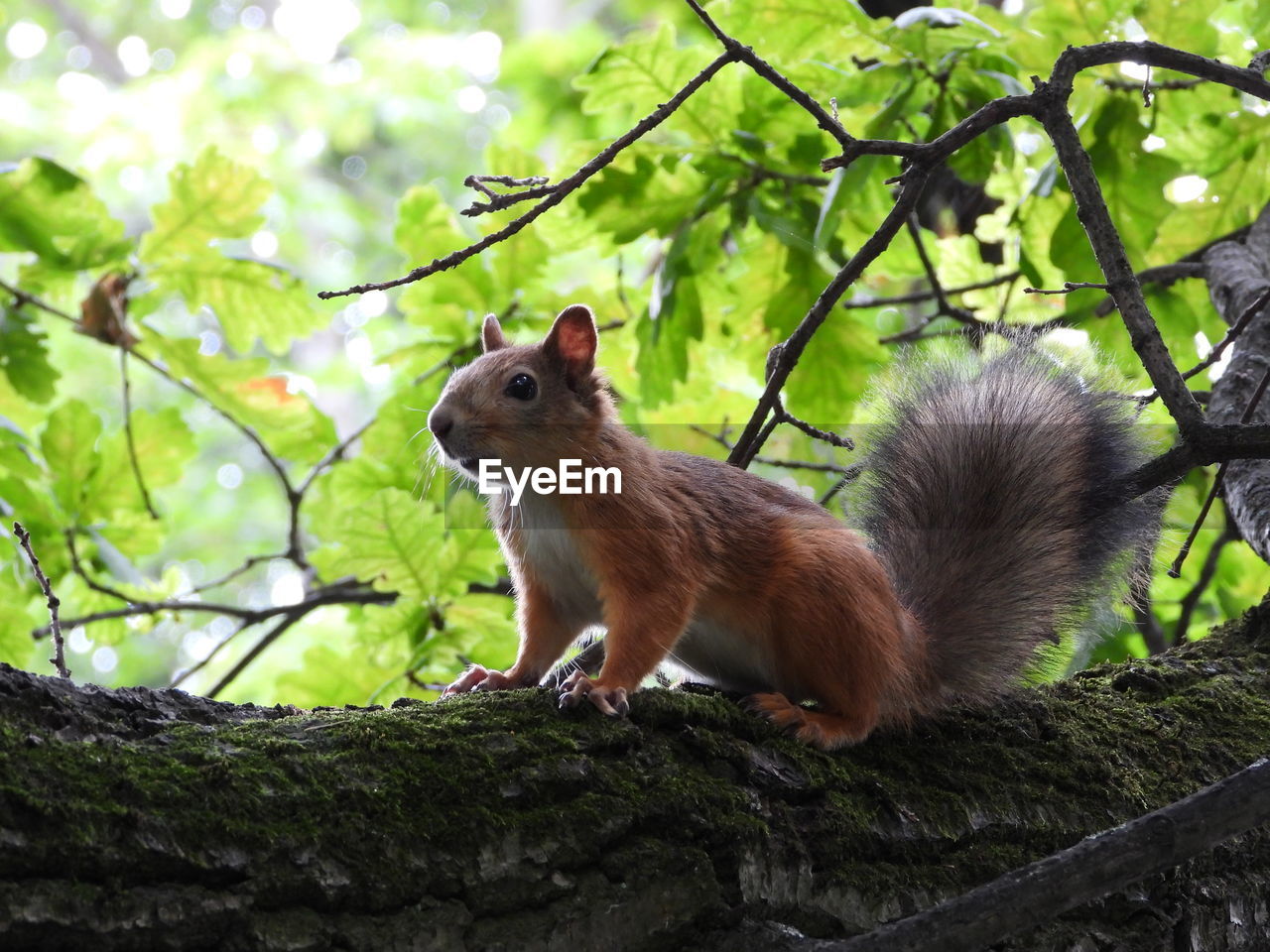 Squirrel on tree trunk