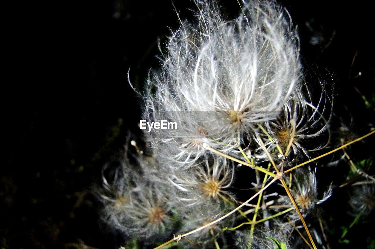 CLOSE-UP OF DANDELION ON BLACK BACKGROUND