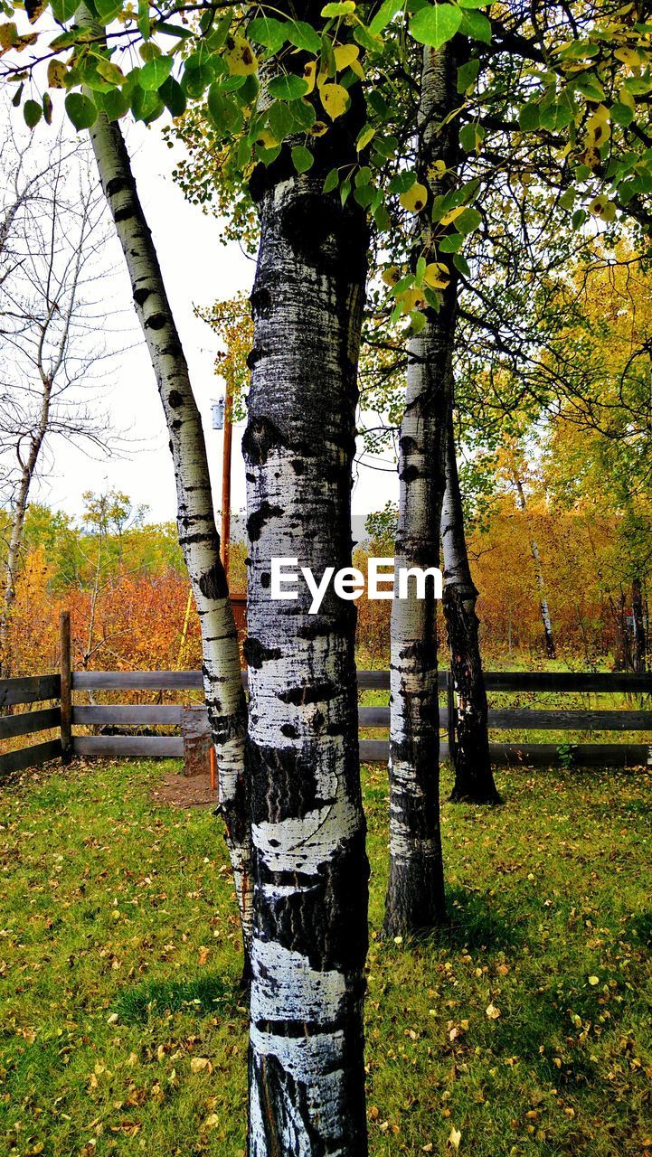 Trees growing on grassy field