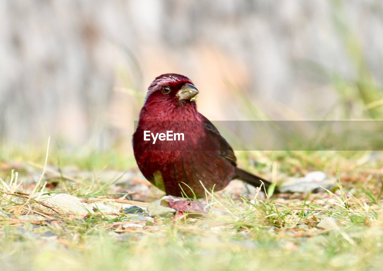 CLOSE-UP OF BIRD ON LAND