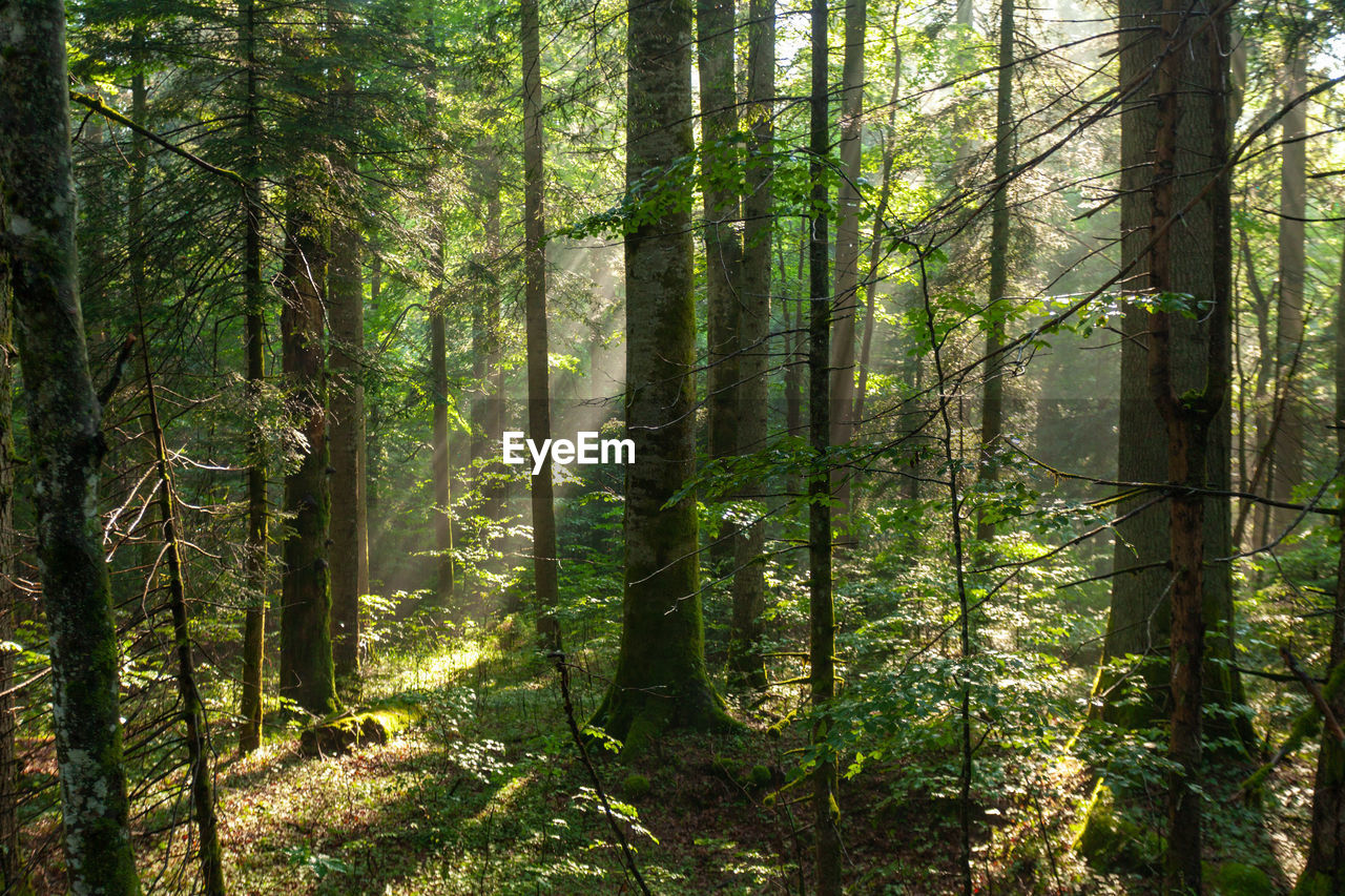 Coniferous forest in fog, plitvice lakes national park, croatia