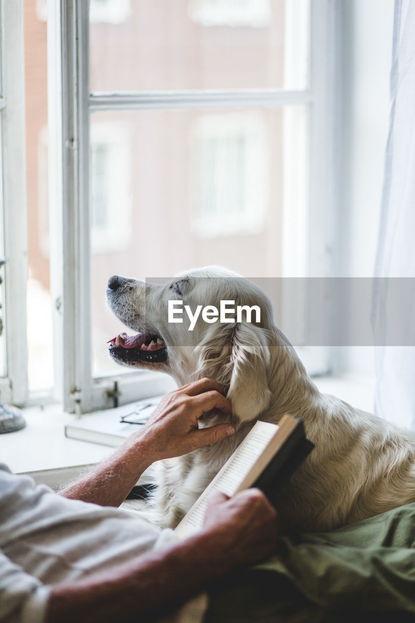 Midsection of senior man stroking dog while holding book on bed at home