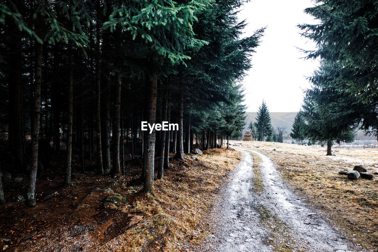 Dirt road amidst trees in forest