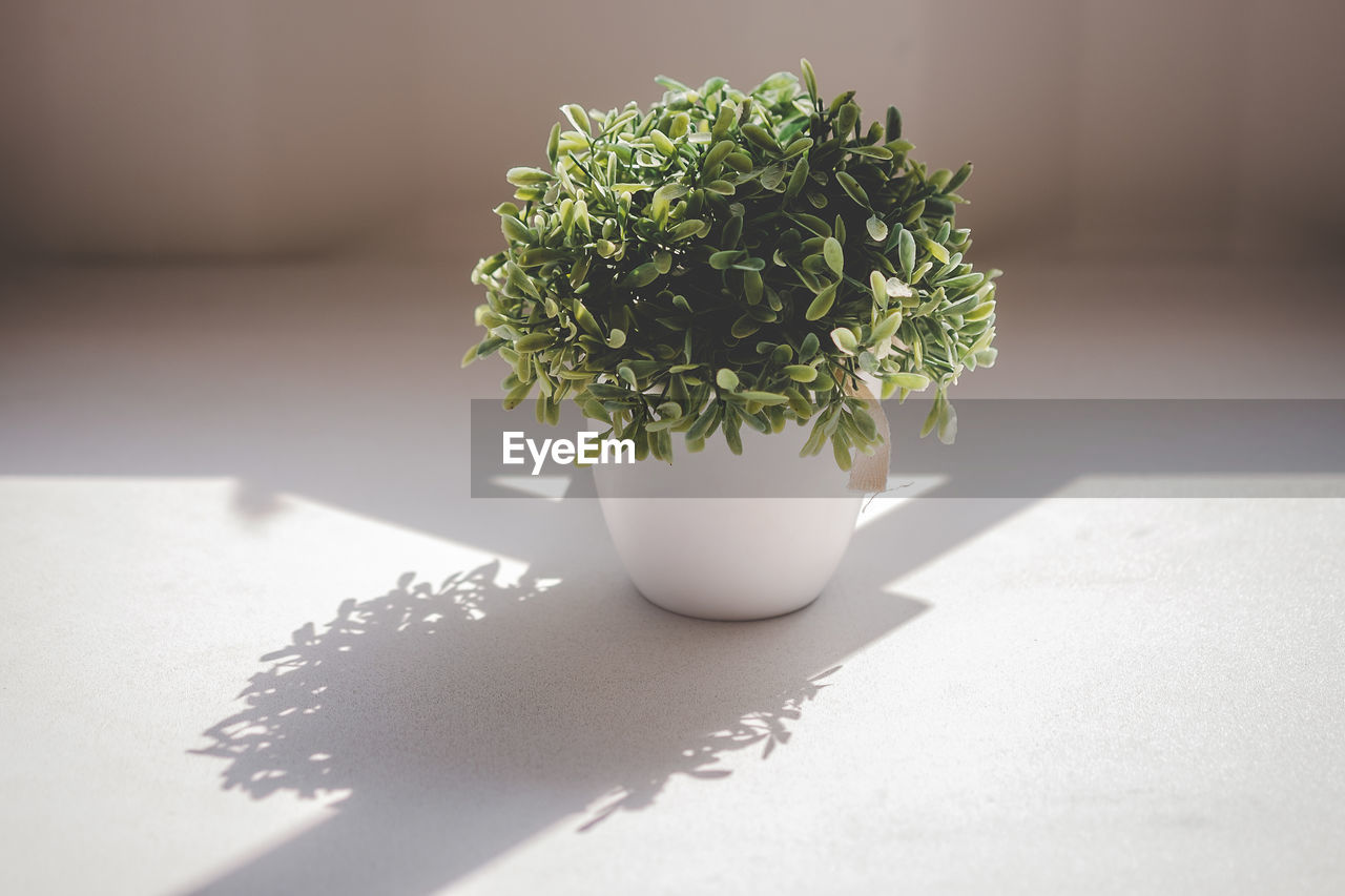 Close-up of potted plant on table