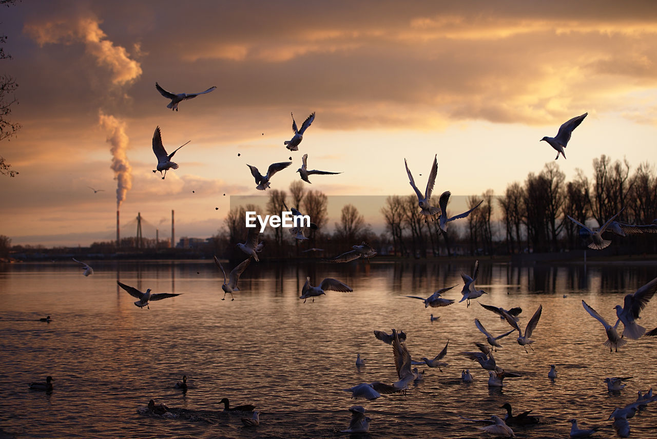 Birds flying over sea at sunset