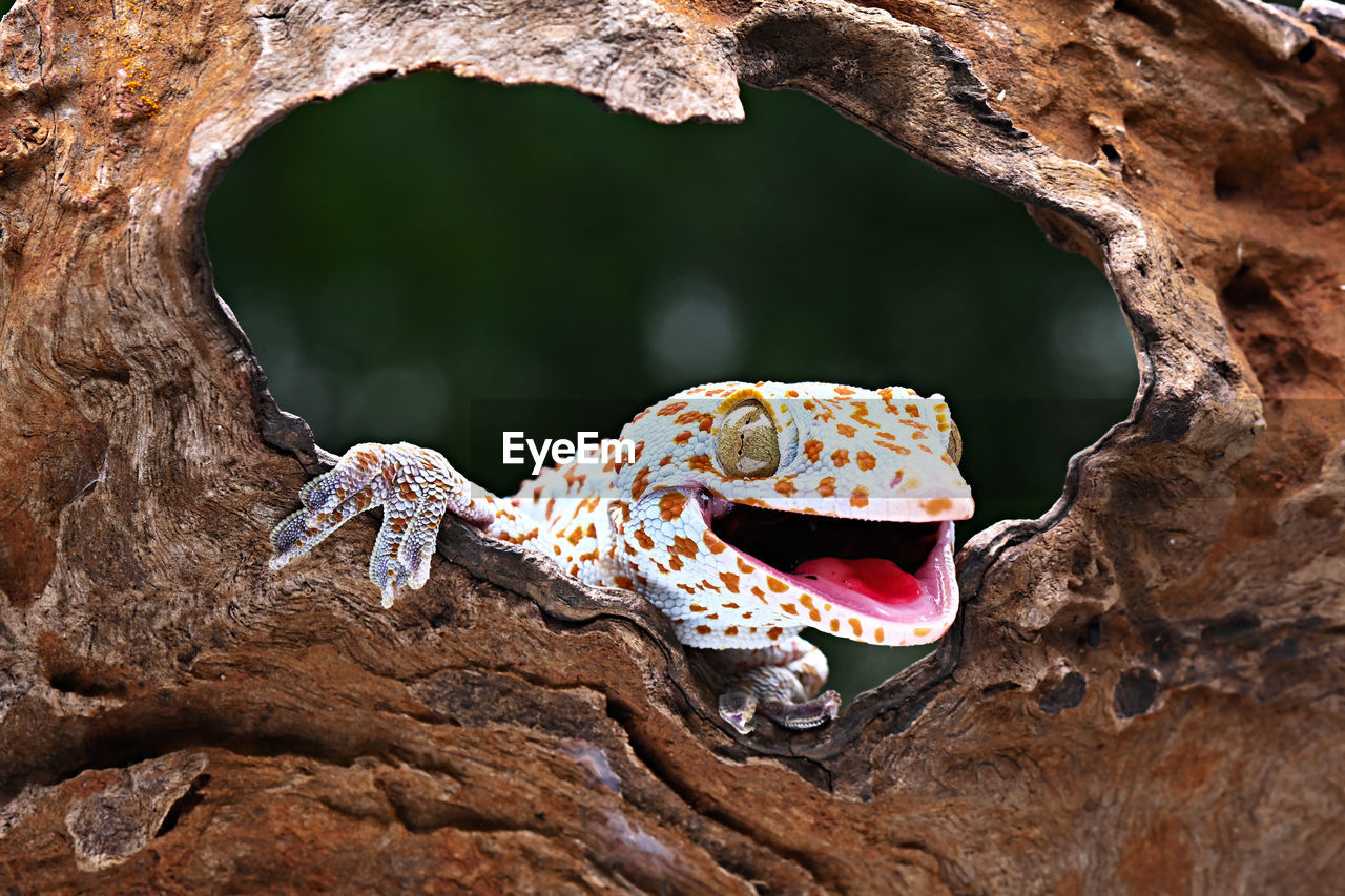 A gecko is looking in a brown wooden hole