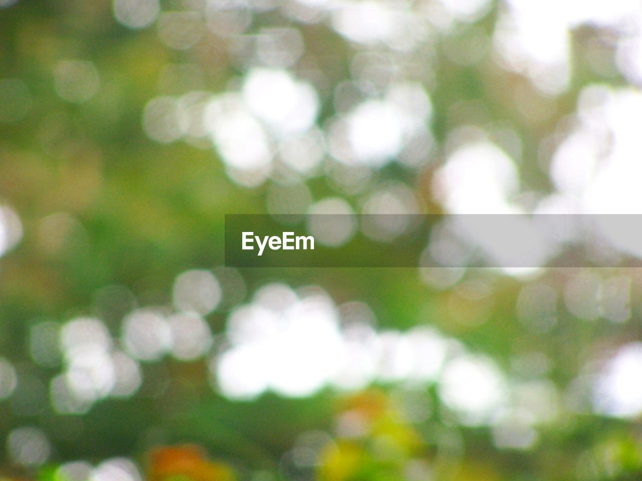 DEFOCUSED IMAGE OF TREES