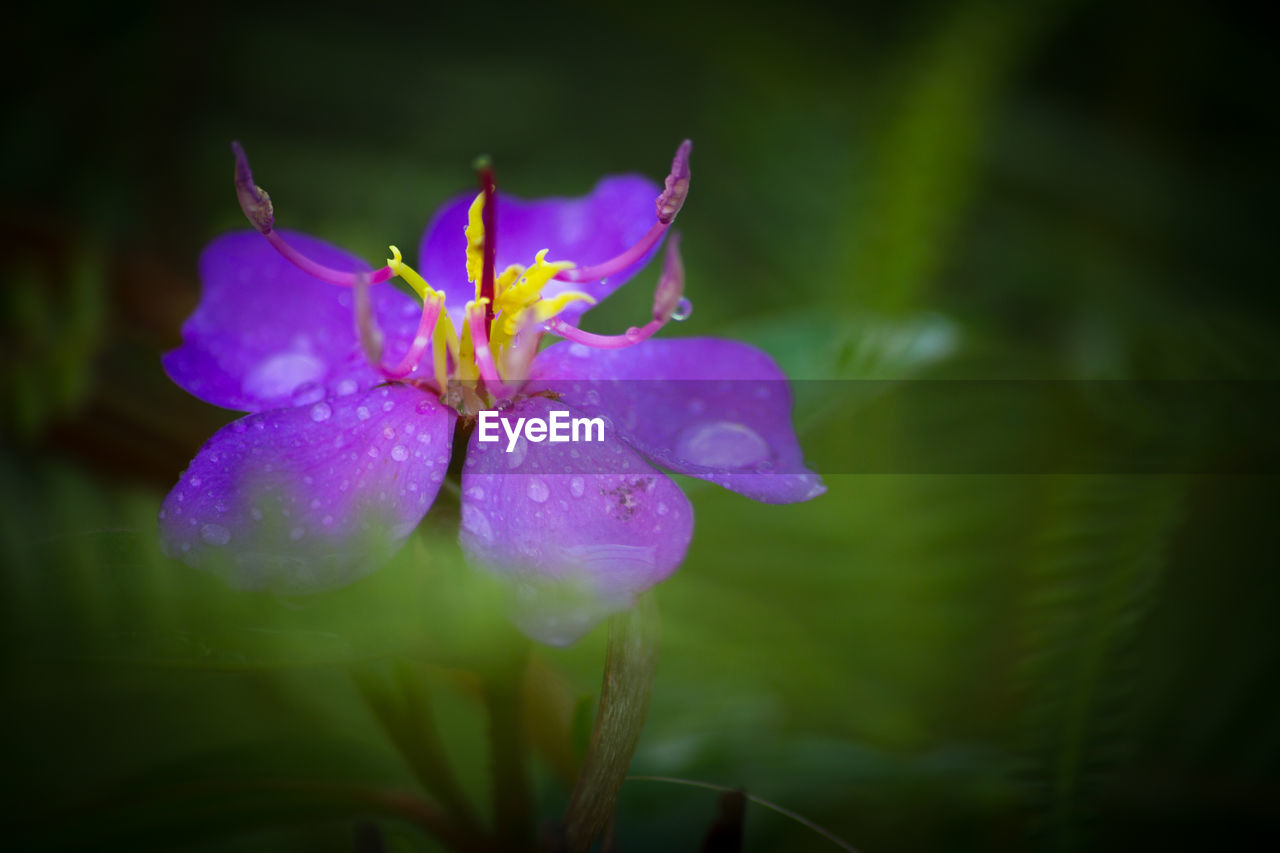 Close-up of wet flower blooming outdoors