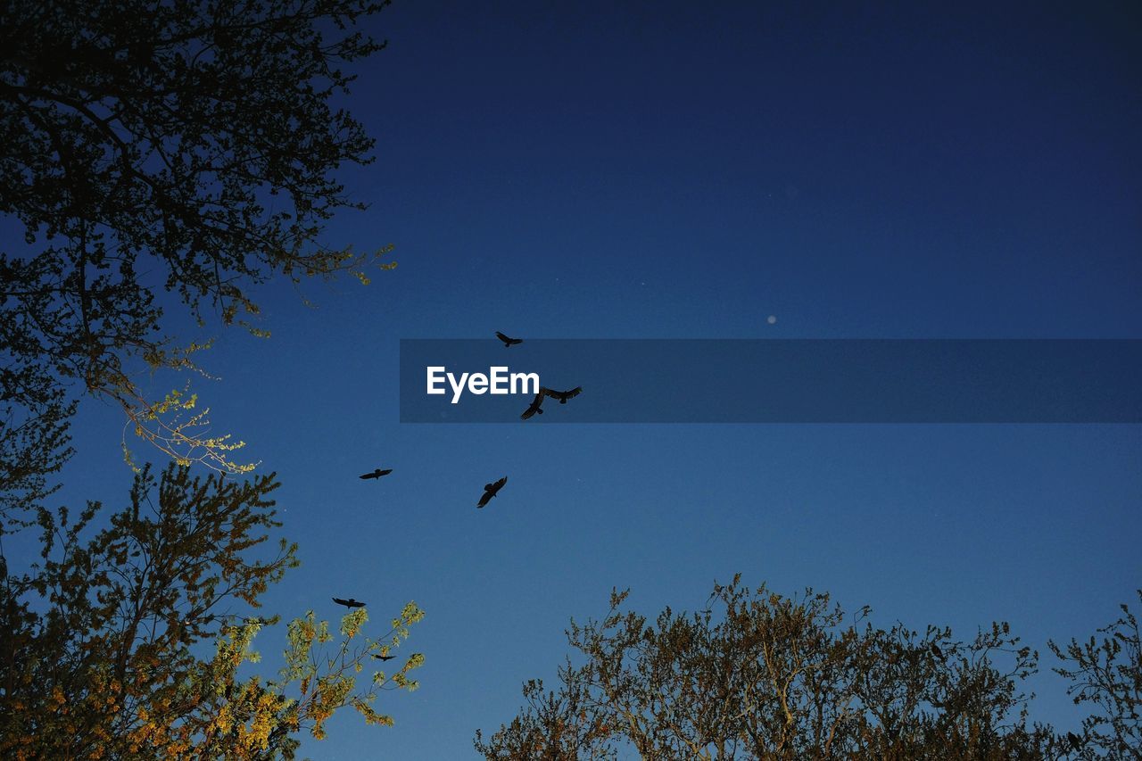 Low angle view of birds flying in sky during night