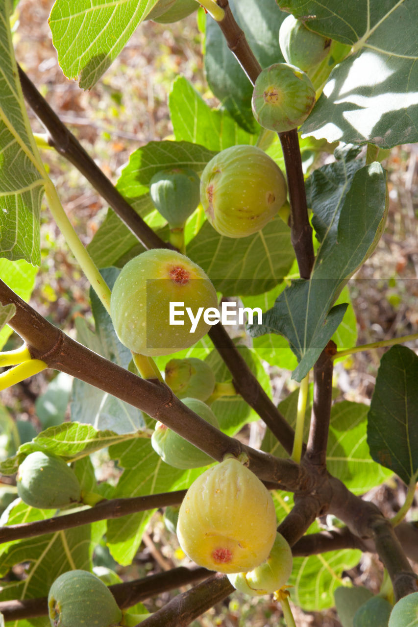 CLOSE-UP OF ORANGES GROWING ON TREE