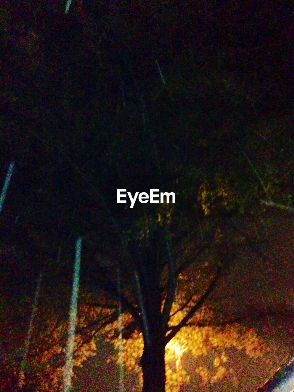 LOW ANGLE VIEW OF BARE TREES AT NIGHT