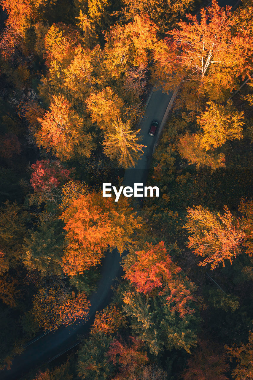 High angle view of road amidst trees during autumn