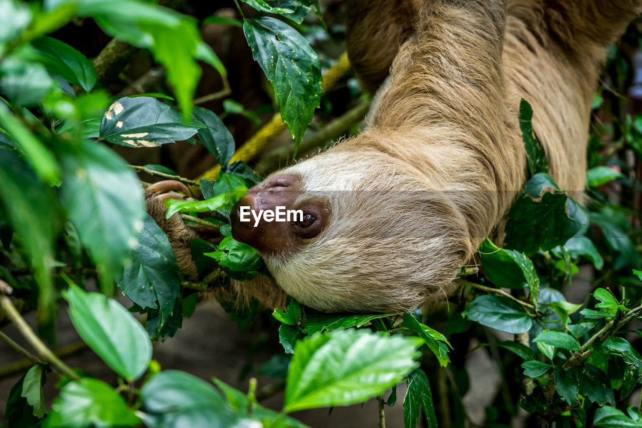 Upside down sloth hanging on tree