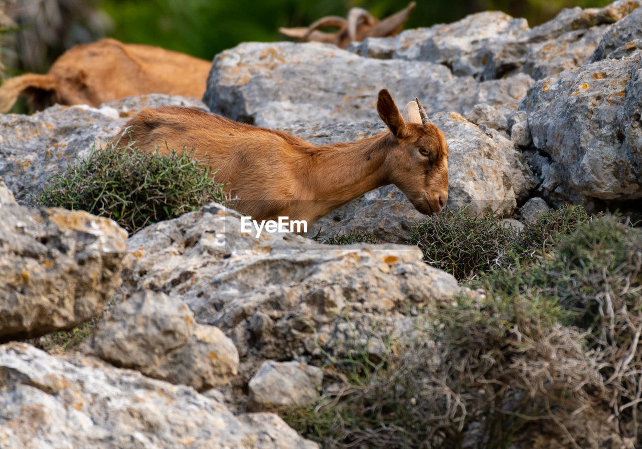 View of goat on rock