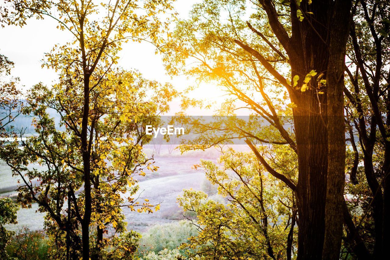 Trees in forest against sky