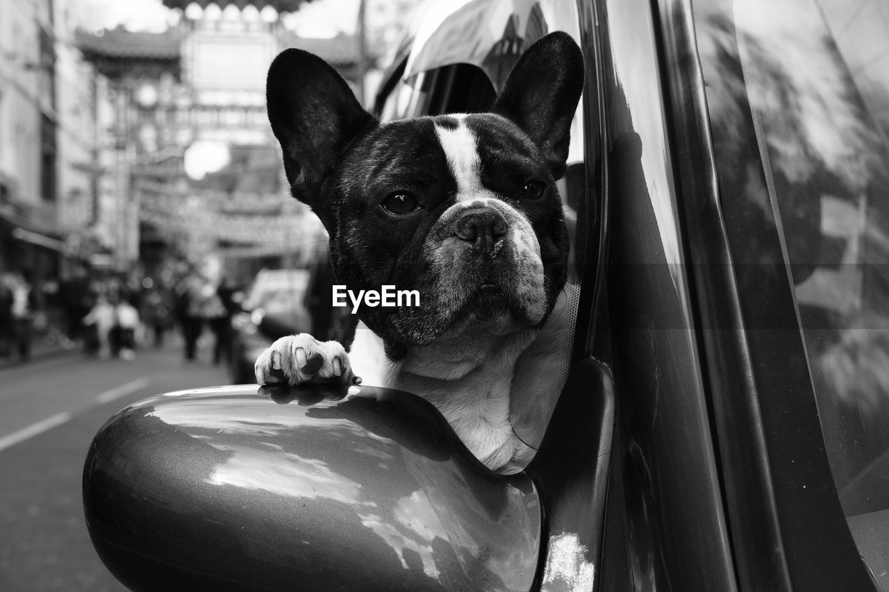 Close-up of french buldog hanging outside of car window