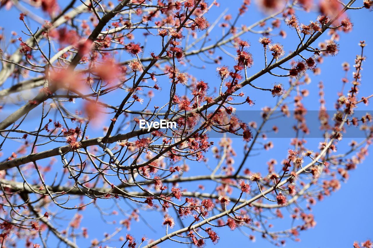 LOW ANGLE VIEW OF CHERRY BLOSSOM AGAINST SKY