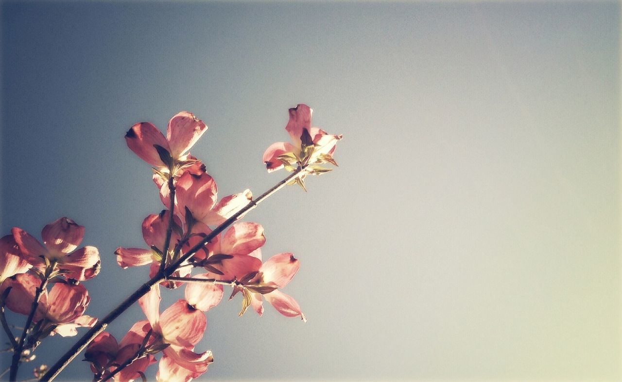 Low angle view of pink flowers blooming against sky