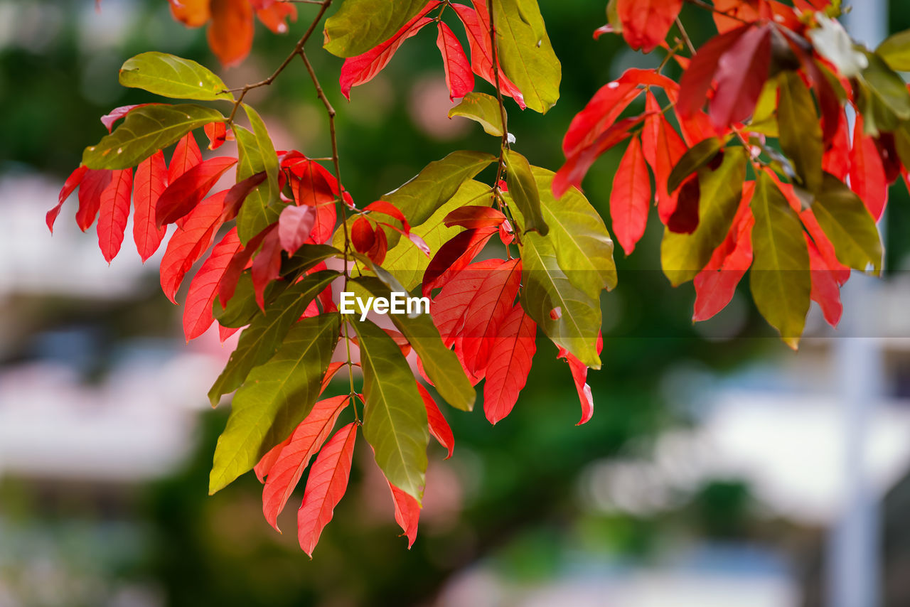 CLOSE-UP OF RED FLOWERING PLANT