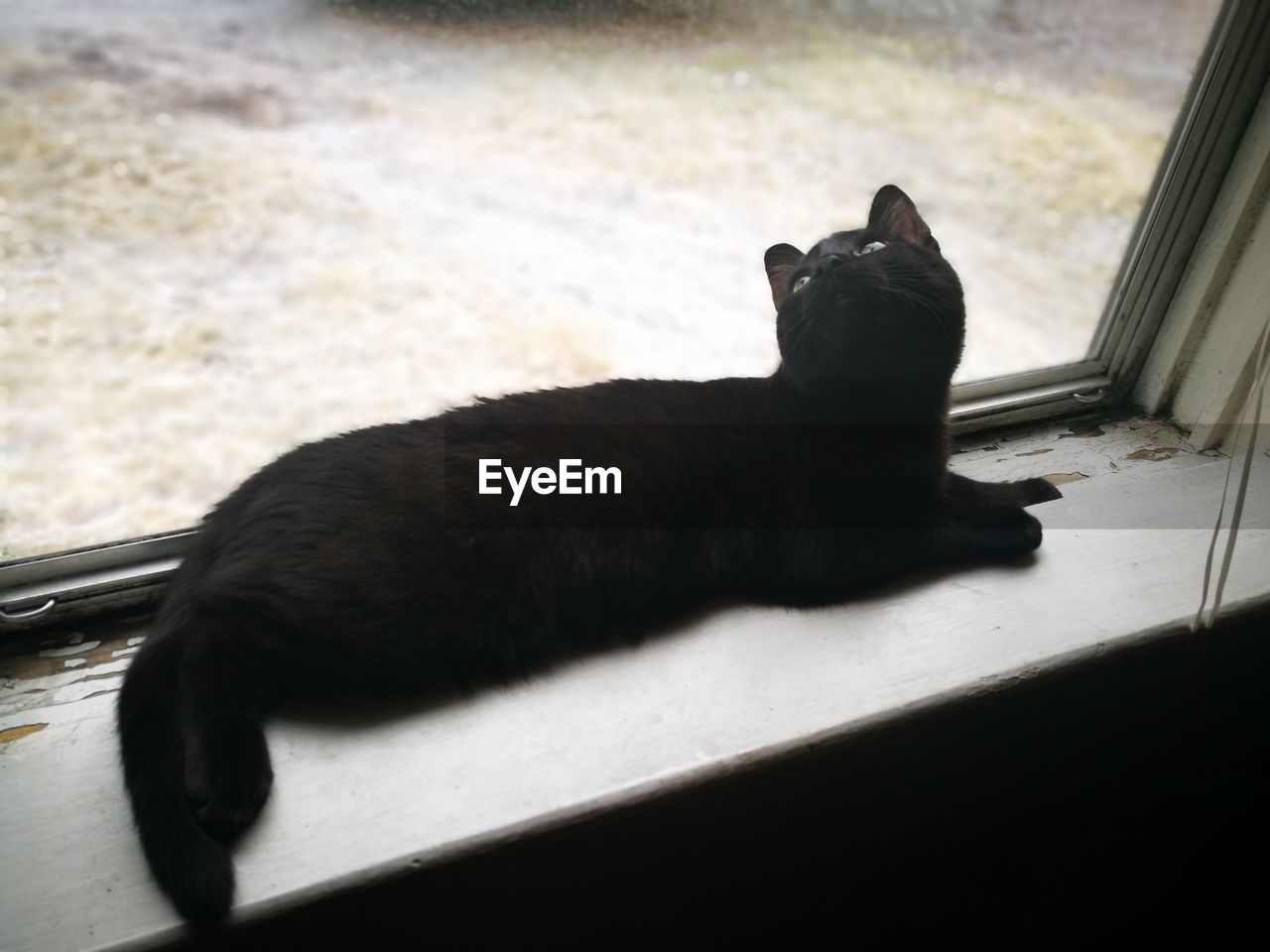 BLACK CAT RELAXING ON FLOOR