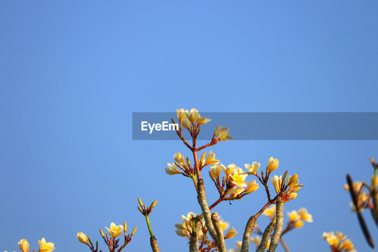 Low angle view of flowering plant against clear blue sky