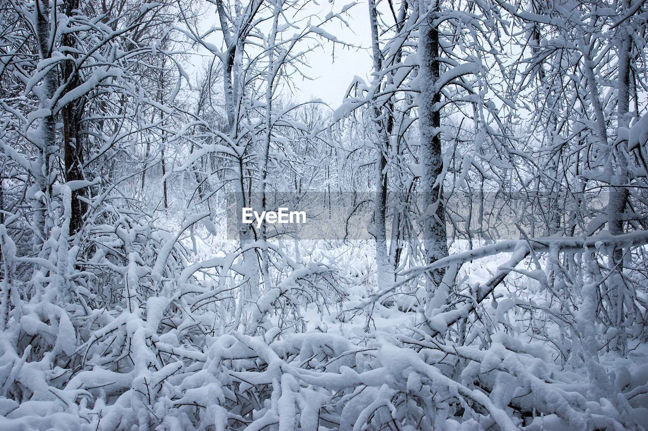 FROZEN BARE TREES IN FOREST