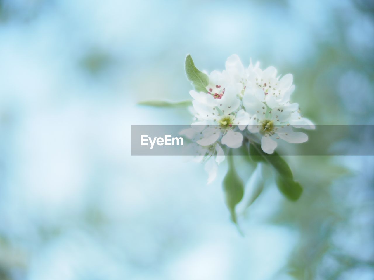 Close-up of white flowers