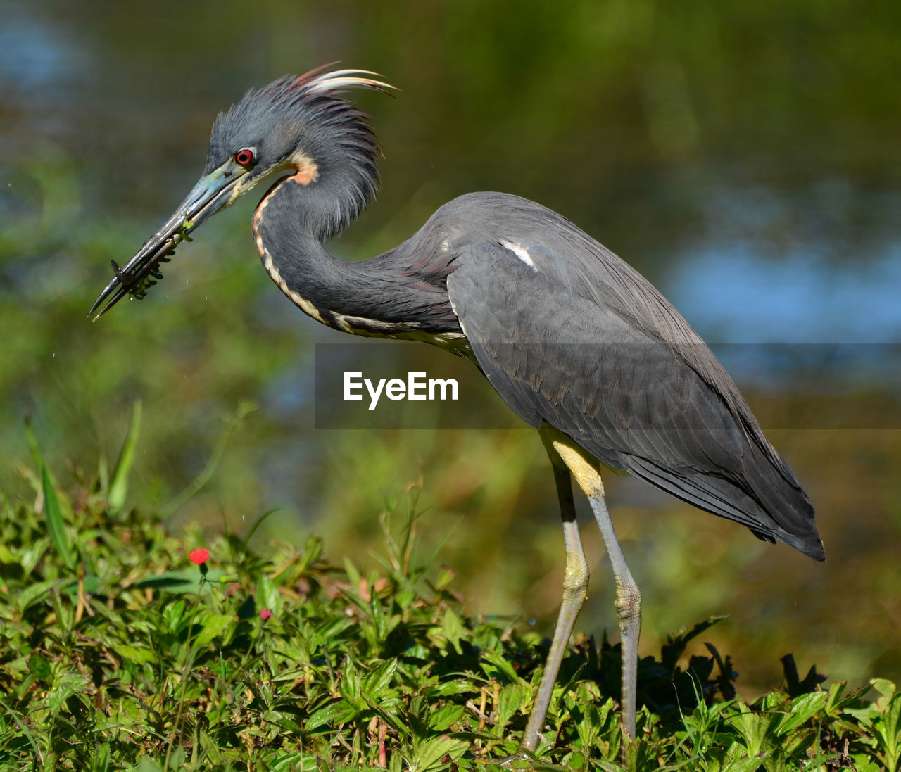 Colorful tricolored heron feeding.