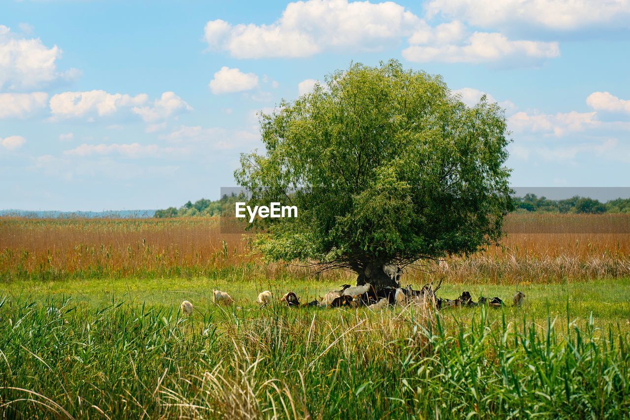 Goats resting by tree in danube delta