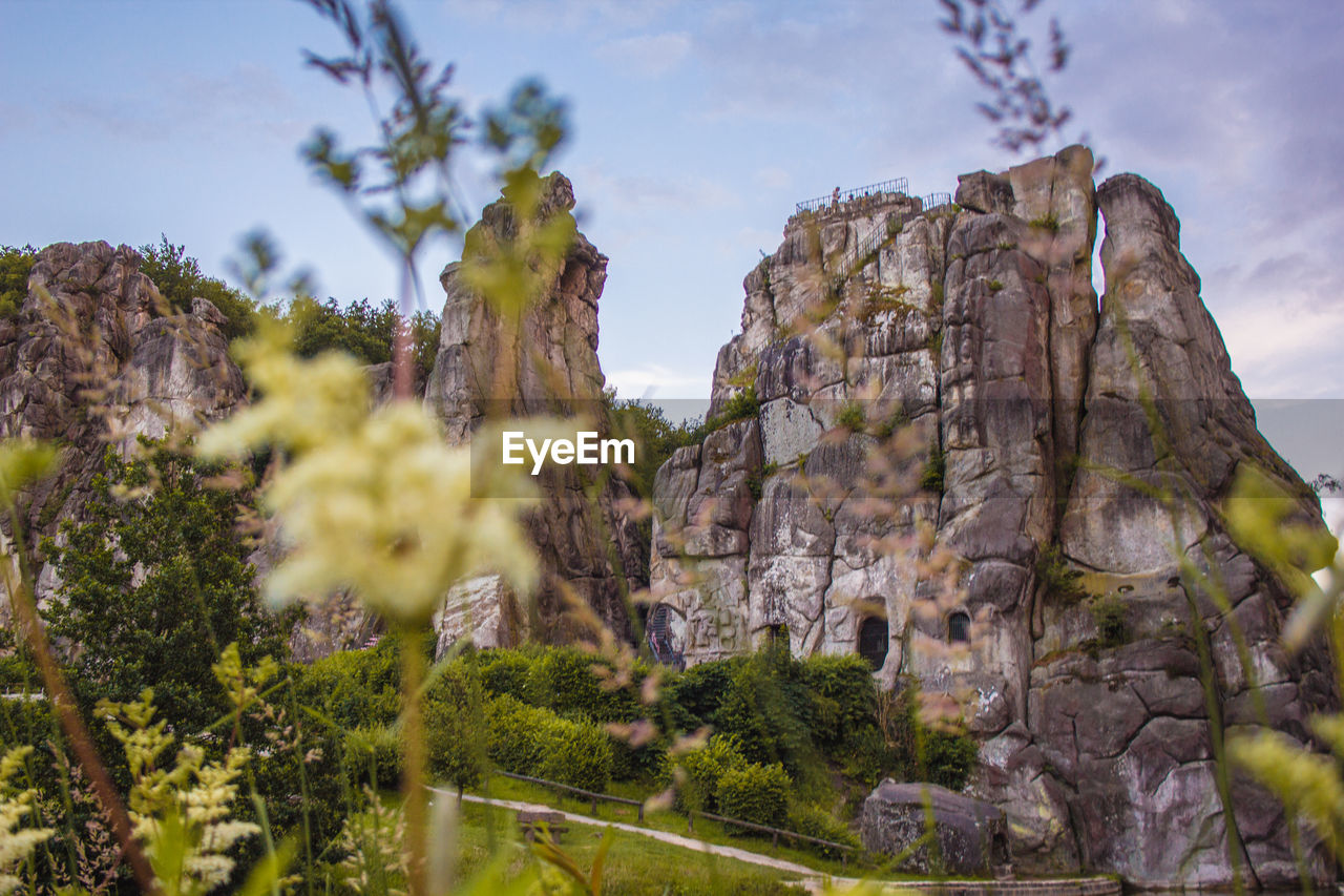 LOW ANGLE VIEW OF TREES ON ROCK