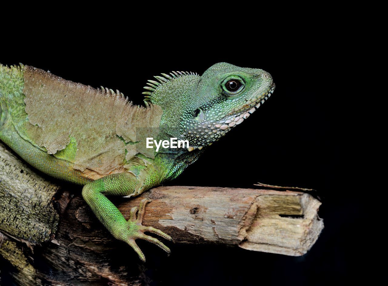 CLOSE-UP OF LIZARD ON WOOD