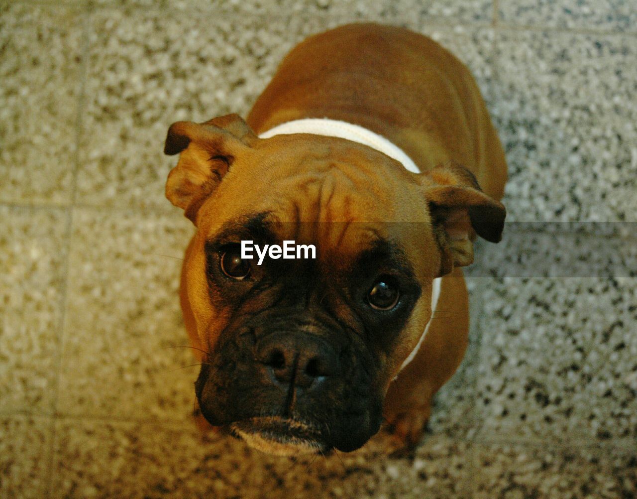 Portrait of a dog
