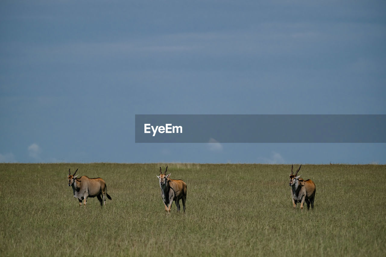 animal, animal themes, mammal, grassland, group of animals, natural environment, animal wildlife, grass, plain, sky, steppe, domestic animals, landscape, prairie, wildlife, nature, environment, field, livestock, land, plant, no people, day, pasture, outdoors, agriculture, beauty in nature, copy space, pet, cloud, horizon over land, scenics - nature, herd, horizon, three animals, walking, non-urban scene, full length, medium group of animals, grazing