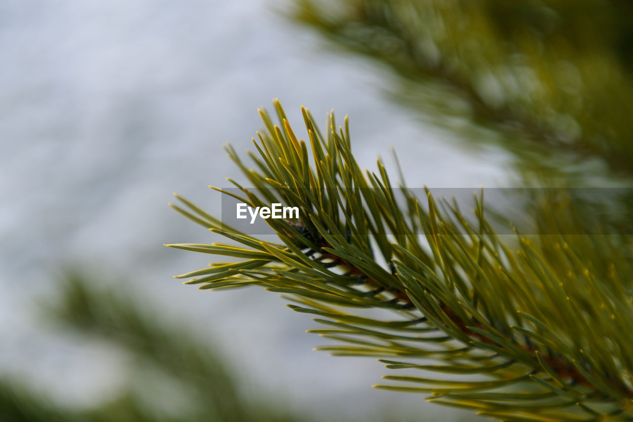 CLOSE-UP OF PINE CONES ON PLANT