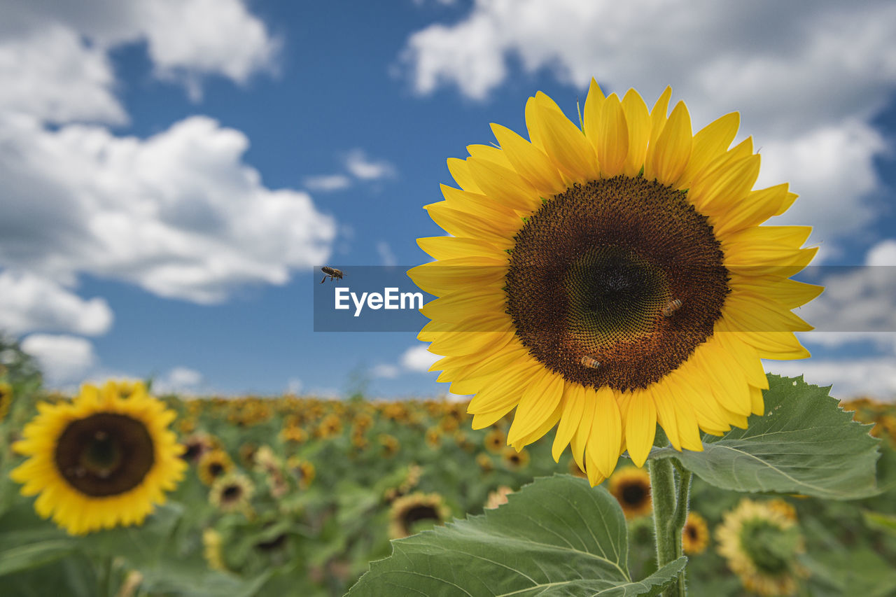 Close-up of yellow sunflower against sky