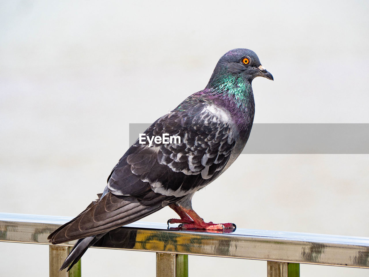 CLOSE-UP OF PIGEON PERCHING ON RAILING AGAINST WALL