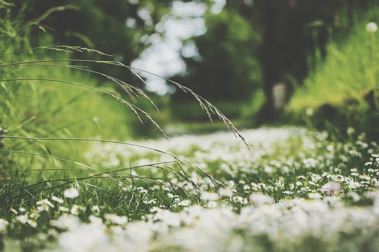 Grass growing on field