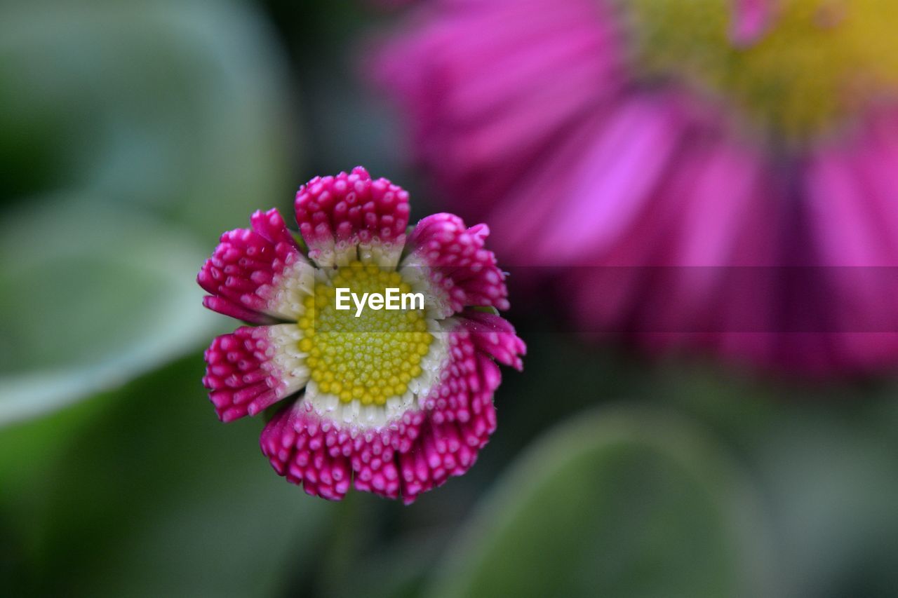 CLOSE-UP OF PINK FLOWER ON PLANT