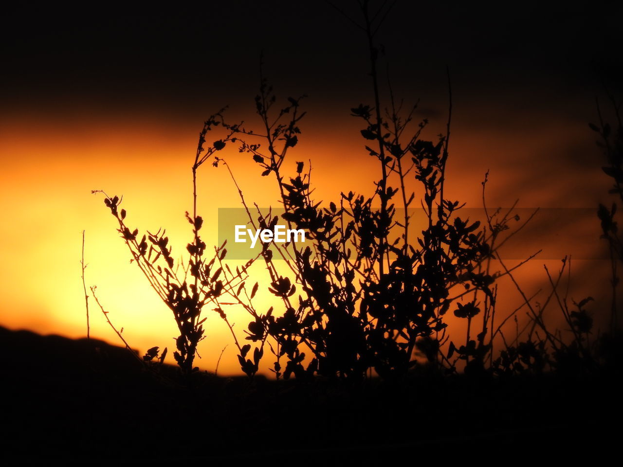 SILHOUETTE TREES ON FIELD AGAINST ORANGE SKY