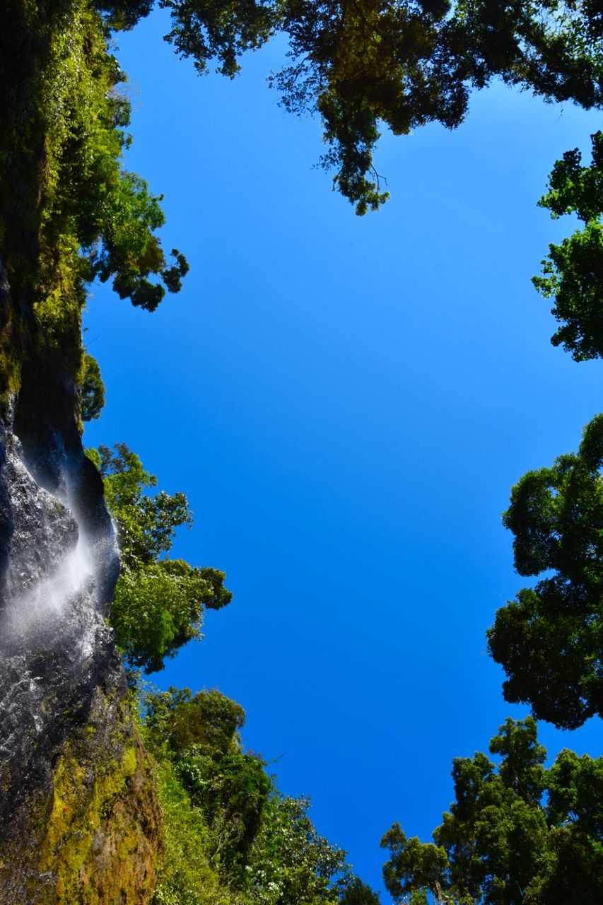 LOW ANGLE VIEW OF TREES IN FOREST AGAINST CLEAR BLUE SKY