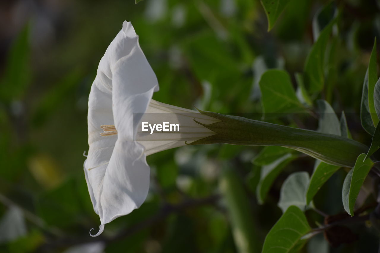 Close-up of white rose plant