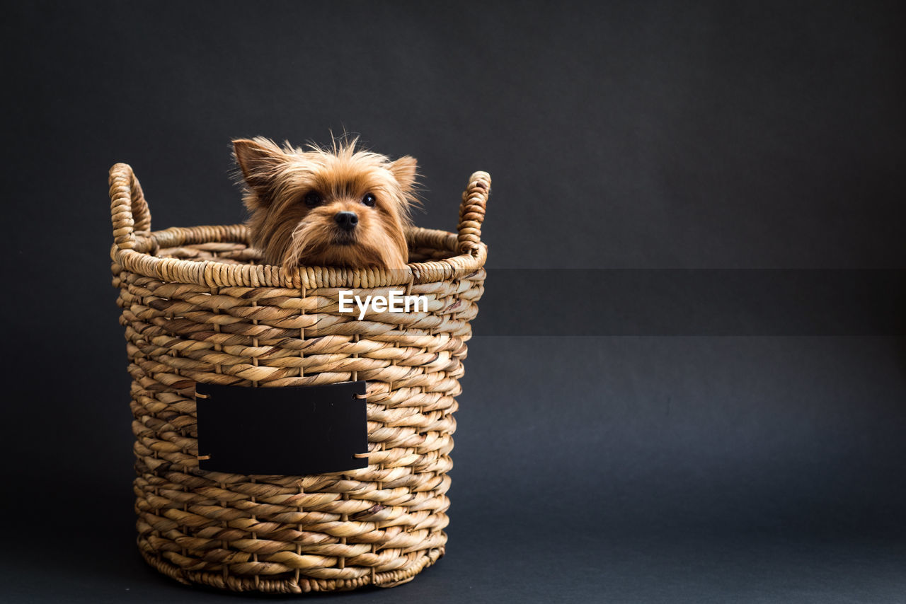 Studio shot of hairy dog hiding in basket