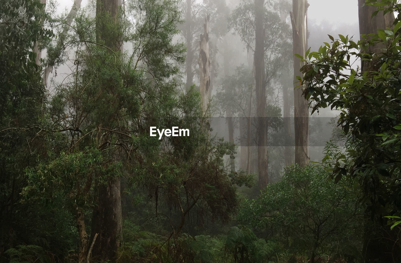 Trees in forest against sky