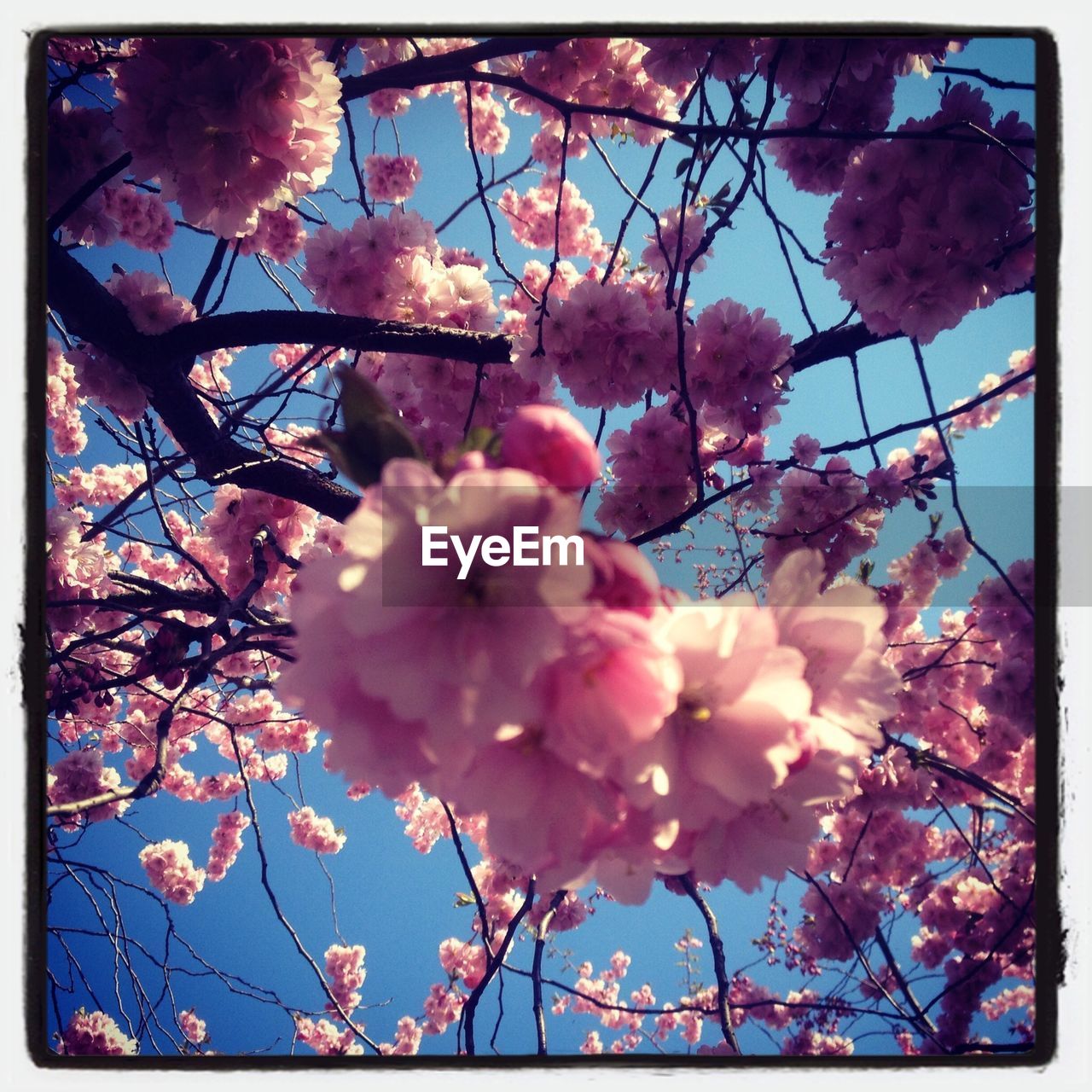 Low angle view of pink flowers blooming against clear blue sky